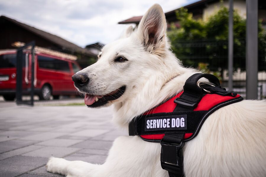 A white dog wearing an assistance animal 'jacket'