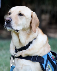 Animal Assistance Guide Dog